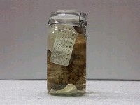 藏品(史氏鮋)的圖片